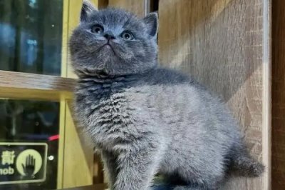 英短蓝猫怕不怕热,与其他品种相比比较耐热