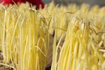 韭黄常见的做法,韭黄炒蛋最为常见