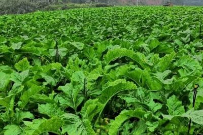 大头菜的种植时间,一般可在7-10月份陆续播种