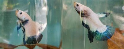 斗鱼小鱼怎么养,小斗鱼需要一天喂2-3次