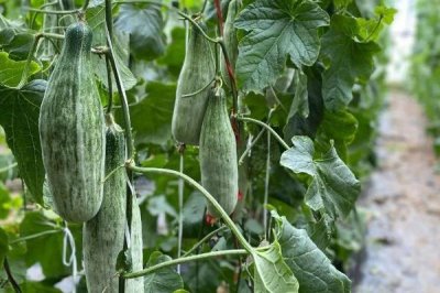 羊角蜜甜瓜坐果后的管理方法,要做好摘心工作