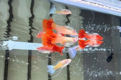 孔雀鱼的氧气要求，密度比较高则需要打开氧气