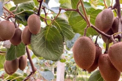 猕猴桃冬剪技术,首先做好徒长枝的修剪工作