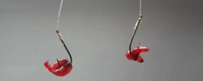 用红虫钓鱼是直接挂钩还是用皮筋，主要取决于鱼情、水情、钓法等因素