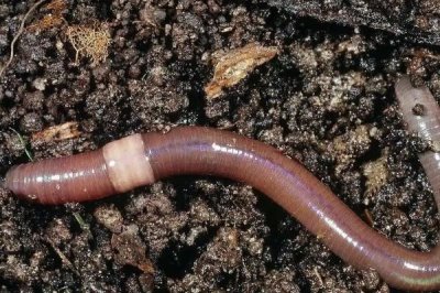 夜钓用腥饵还是香饵，需要根据周围的环境才能决定