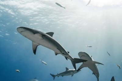 鲨鱼会不会游到浅水区,对海水气味敏感不会到浅水区