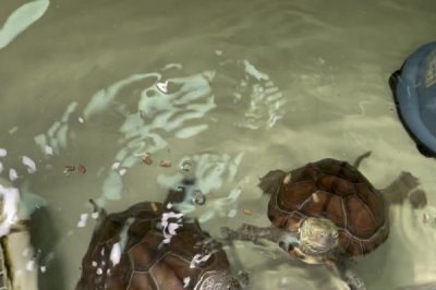 草龟怎么养,要确保水质干净清爽