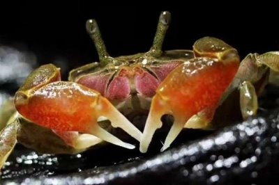 观赏螃蟹吃什么,鱼虾、红虫、螺蛳、浮萍等都可以吃