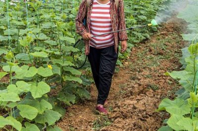 黄瓜生理病害有哪些，易造成节间长、易倒伏等