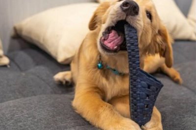 狗狗被惯坏的表现,表现为人来疯、无理取闹等