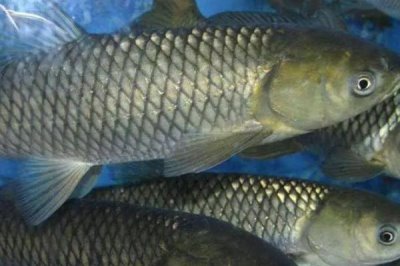 我国最贵的十大淡水鱼，前三分别为云南裂腹鱼、长江刀鱼、鳇鱼