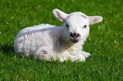 羊怎么喂养长得快，需要科学的喂养方法