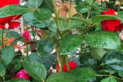 玫瑰的花期持续时间，开花时长为15-30天左右