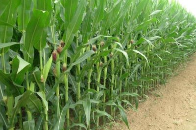 农职1701玉米种子介绍，中抗小斑病