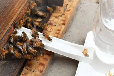 蜜蜂饲喂器的价格，价格因种类和规格等不同而不同