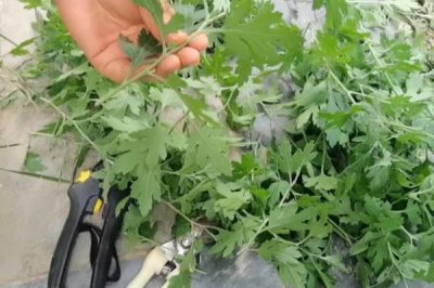 8月份能不能对菊花打顶，只能在当月上旬进行