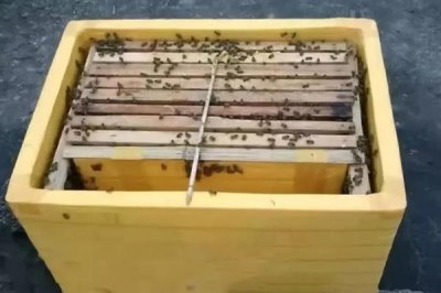 中华蜜蜂怎么养殖,温度较高时要在蜂箱四周洒水降温
