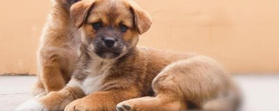 狗狗缺钙如何解决,可饲喂虾、蛋、骨头汤等富含钙元素的食物