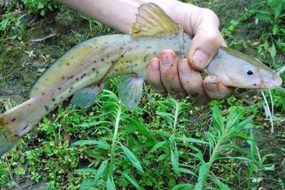 魽鱼是什么鱼，已列入国家二级保护动物名录