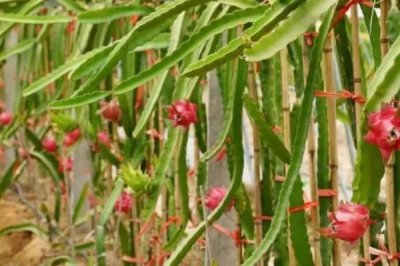 种植火龙果需要什么条件,要使用深厚、肥沃、疏松的土壤