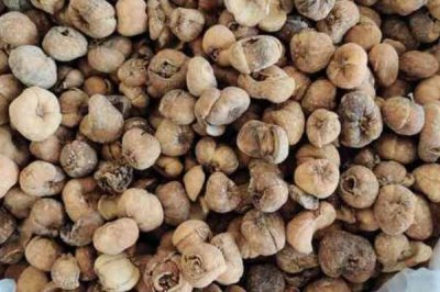 浙贝母是什么植物,是多年生草本植物