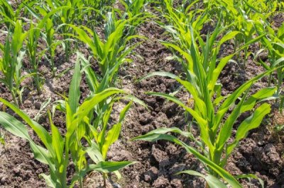 H1569玉米品种简介，注意防治灰斑病