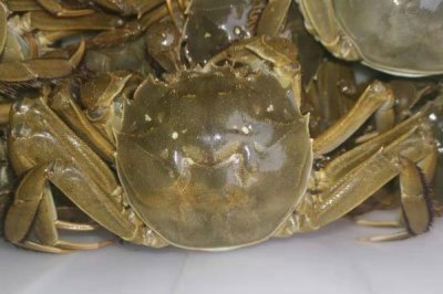 大闸蟹的产地，阳澄湖、固城湖、太湖等地方均有产出