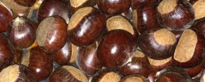 板栗与榛子的区别,科属、外形和味道均不同