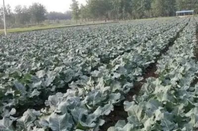 西兰花管理技术，缓苗期主要是降温和保湿
