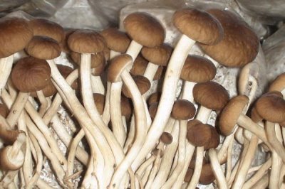 大棚蘑菇的利润有多少,取决于实际产量