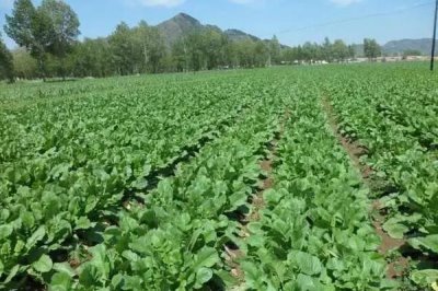 白萝卜施什么肥料,可以施用氮磷钾肥