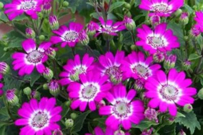 瓜叶菊的养护方法,平时要按照“不干不浇、浇则浇透”的原则提供水分