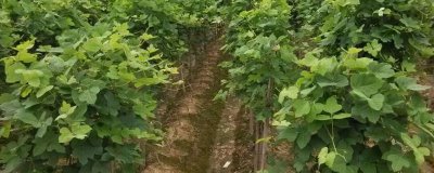 葛根的收获时间,通常为12月份至翌年2月份