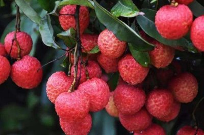 御金球荔枝品种的特性,生长势较强且裂果率低