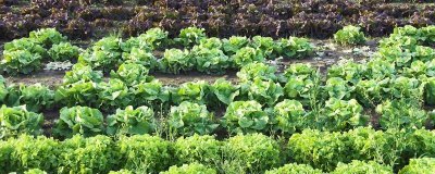 蔬菜的种植成本和利润,一亩蔬菜大棚所需成本为7000元左右