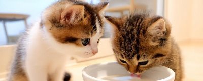 2个月大的猫咪吃什么，可以喂专用的幼猫粮