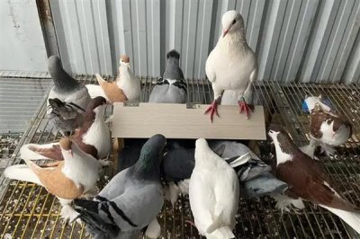 鸽子晚上为什么一直呜呜叫,主要是发情、没有安全感等因素所致