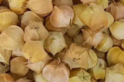 姑娘果的特点,是多年生草本植物