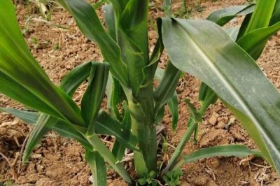 冠玉137玉米种子特点,一般6月10-20日播种为宜