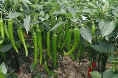 秋冬茬辣椒低产的原因,可能是根系发育不良、肥水不足以及光照不良等