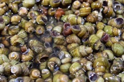 养殖的螃蟹吃什么，可以喂食天然性饵料、人工动物性饵料等