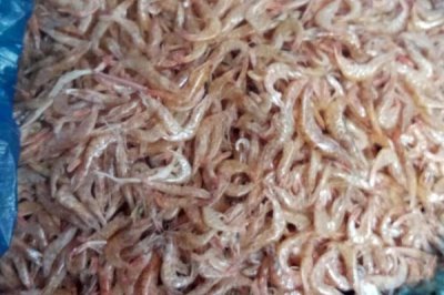 如何钓鳟鱼，肉食性鱼类建议选择荤饵