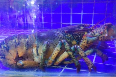 波士顿龙虾的特点,主要分布在大西洋北美洲海岸