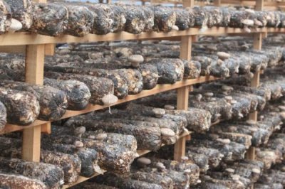 秋季香菇管理办法,接种后应立刻转移到发菌室