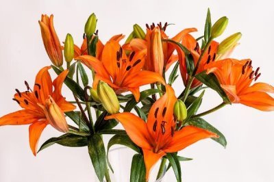 橙色百合花的寓意，寓意荣誉、胜利、富贵等