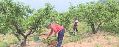 桃树秋施基肥的方法,可在行间开沟施肥