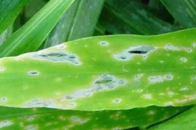 生姜的常见病害与防治方法,常见的有软腐病、腐烂病等