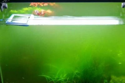 鱼缸的水会变绿的原因,可能是光照过多或过度施肥等