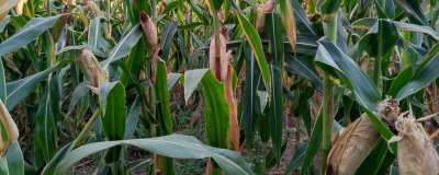 豫单783玉米种子简介，防治玉米螟虫