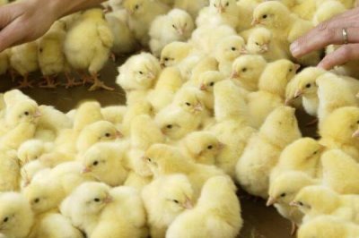 小鸡二十天可以放养吗,出壳后需脱温1-2个月才能放养